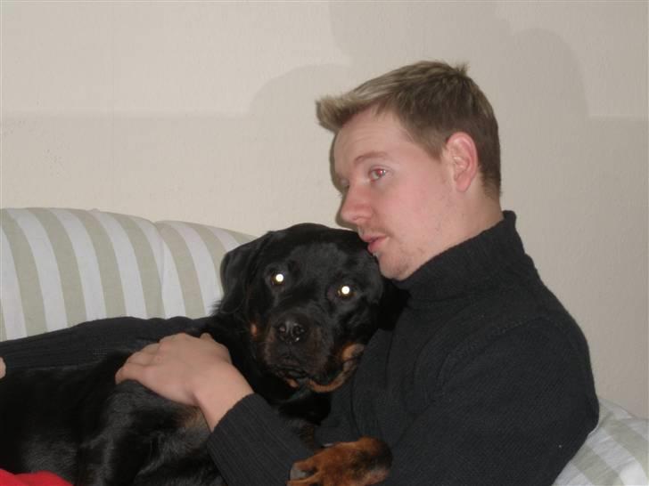 Rottweiler Rocky billede 3