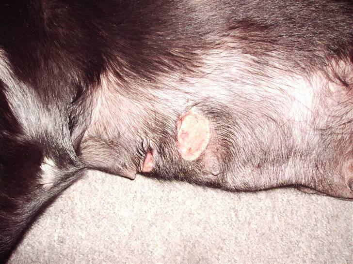 Labrador retriever Bella  - bella fik mælkekirtel-betændelse efter et kuld hvalpe- billede 14