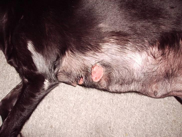 Labrador retriever Bella  billede 15