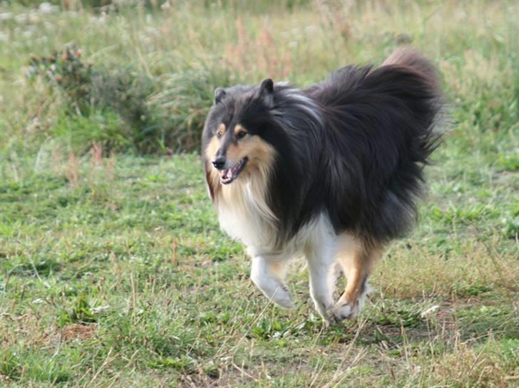 Collie langhåret Tjalfe billede 5