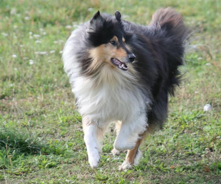 Collie langhåret Tjalfe billede 6