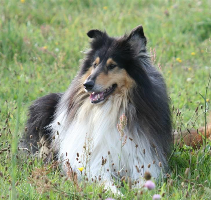 Collie langhåret Tjalfe billede 7