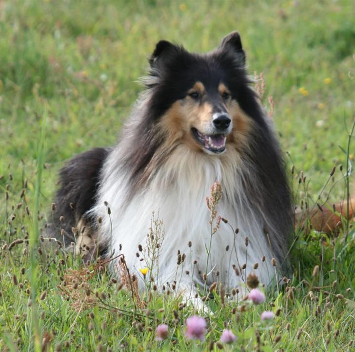 Collie langhåret Tjalfe billede 8