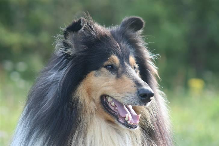 Collie langhåret Tjalfe billede 9