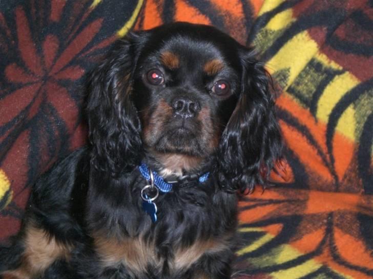 Cavalier king charles spaniel Duncan - Duncan billede 1
