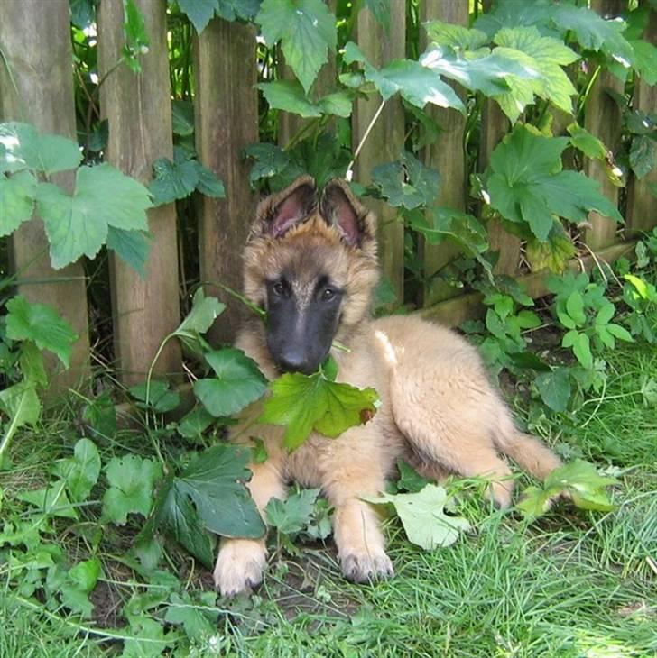 Tervueren Lively Lynx billede 6