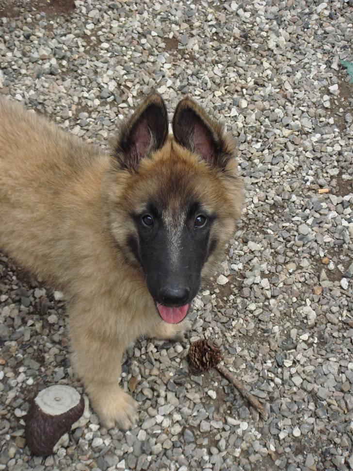 Tervueren Lively Lynx billede 9