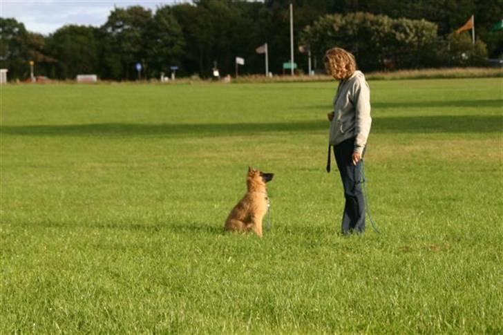 Tervueren Lively Lynx billede 10