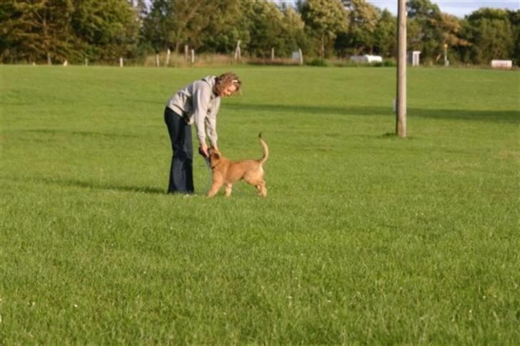 Tervueren Lively Lynx billede 11