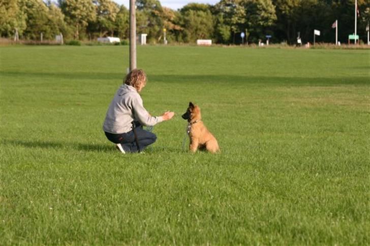Tervueren Lively Lynx billede 12