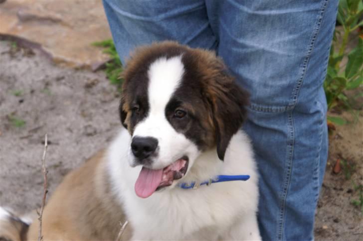Sankt bernhardshund Bamse Død den 10/9-08 billede 7