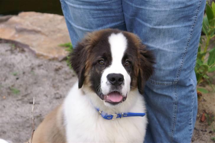 Sankt bernhardshund Bamse Død den 10/9-08 billede 8