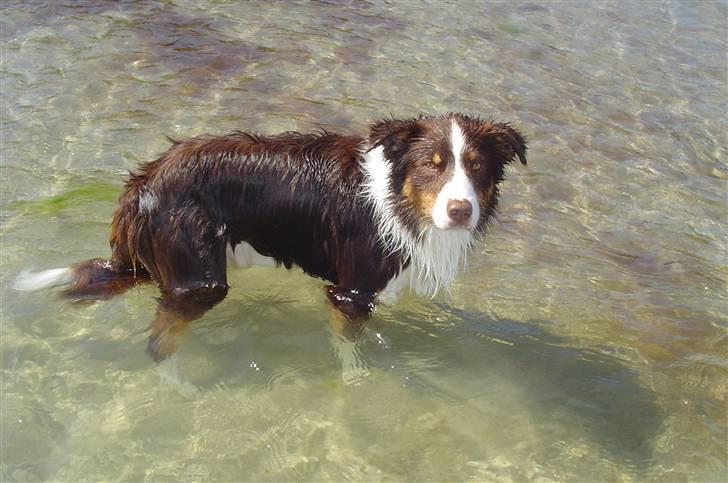 Border collie Olly  - det lille bade dyr billede 1