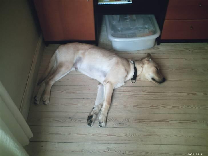 Blanding af racer Simba - ren afslapning! billede 2