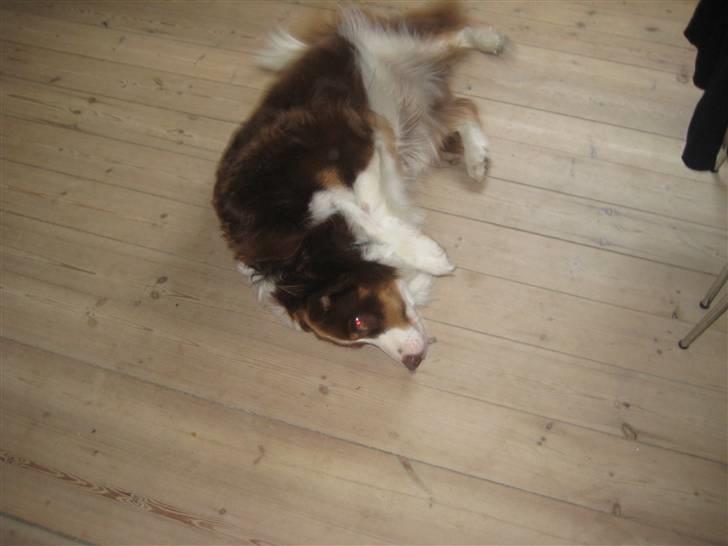 Border collie Olly  - heh fangede lige lille olly imens han rullede rundt:) billede 2