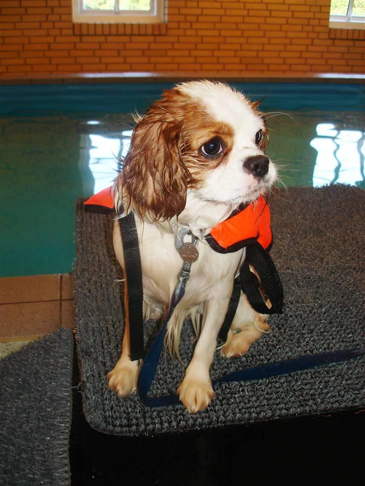 Cavalier king charles spaniel Fie - nurh, hun er da nuttet!! billede 1