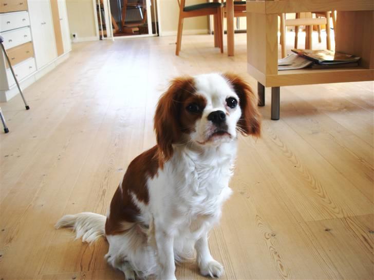 Cavalier king charles spaniel Fie - fiiiiiiie(: billede 2