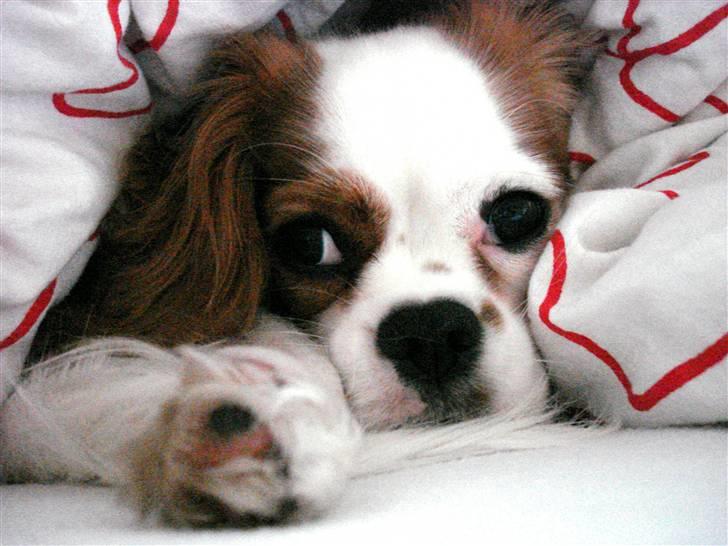Cavalier king charles spaniel Fie - godmorgen fie. billede 3
