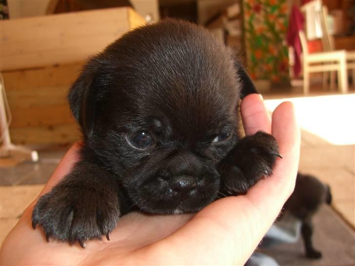 Blanding af racer 75% mops Dalton... - 5 uger billede 9