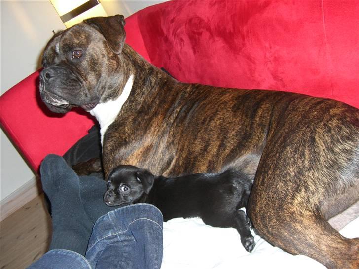 Blanding af racer 75% mops Dalton... billede 10