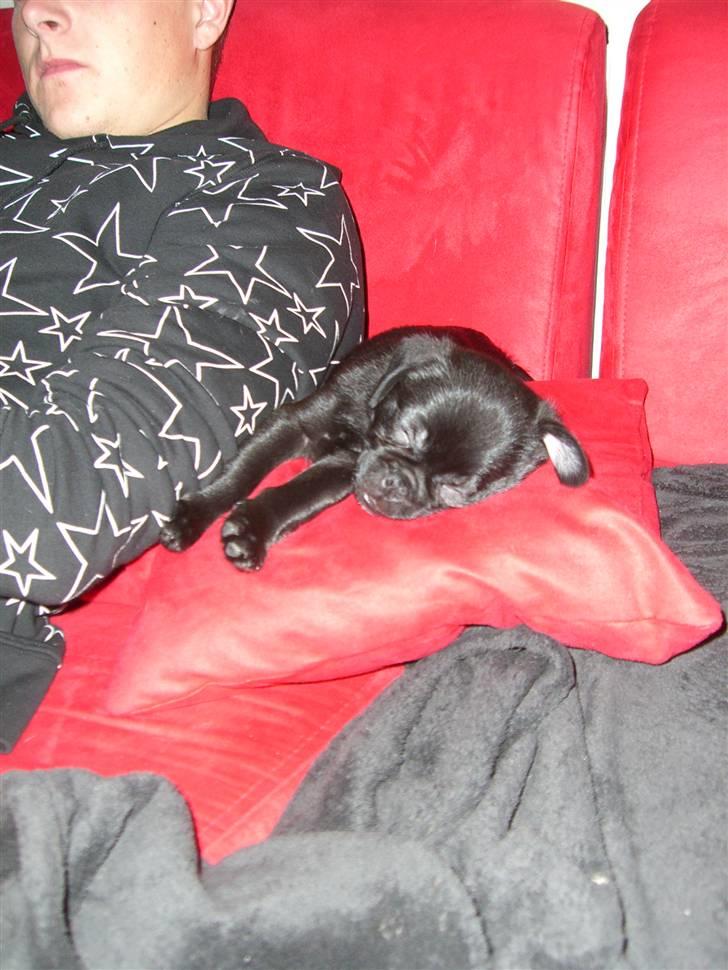 Blanding af racer 75% mops Dalton... - Puha så træt man kan blive... billede 11