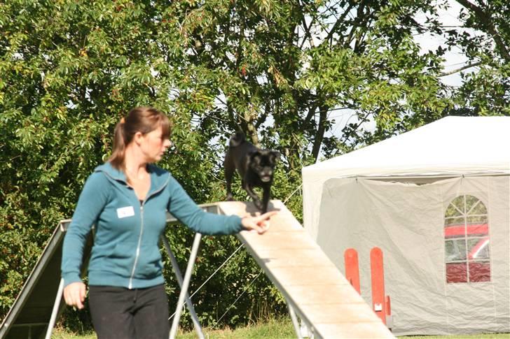 Blanding af racer 75% mops Dalton... billede 12