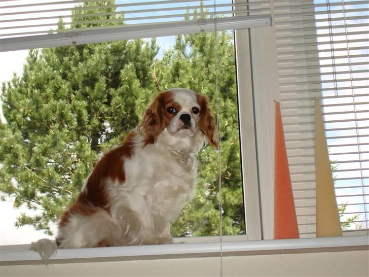 Cavalier king charles spaniel Fie - yndlingspladsen! billede 4