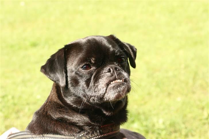 Blanding af racer 75% mops Dalton... - 2 år. September 2009 billede 13