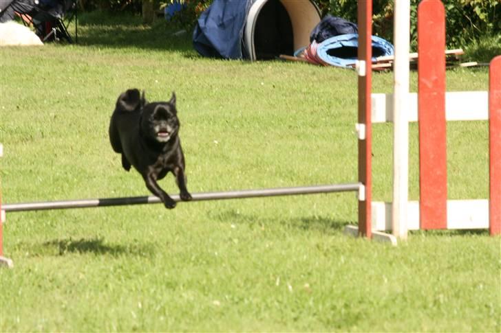 Blanding af racer 75% mops Dalton... billede 14