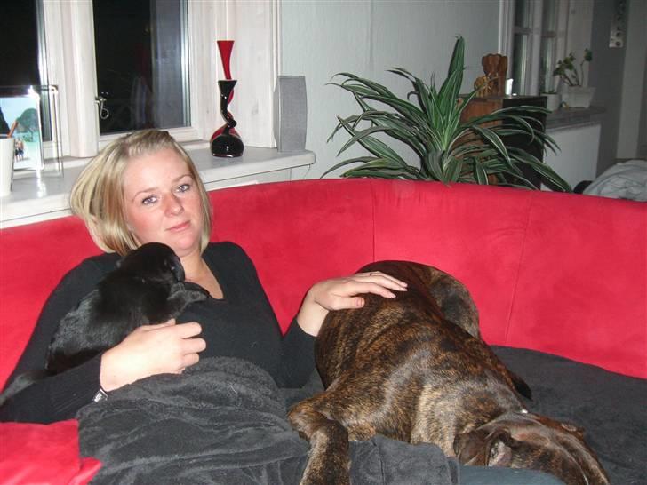 Blanding af racer 75% mops Dalton... - "mor" sammen med drengene billede 15