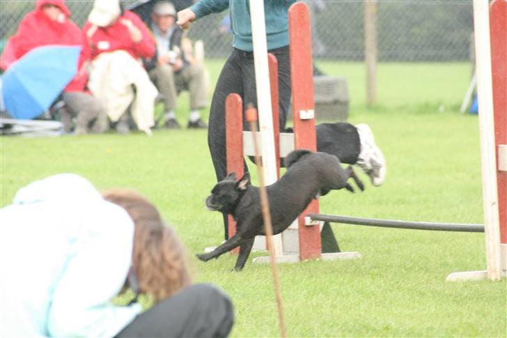 Blanding af racer 75% mops Dalton... billede 16