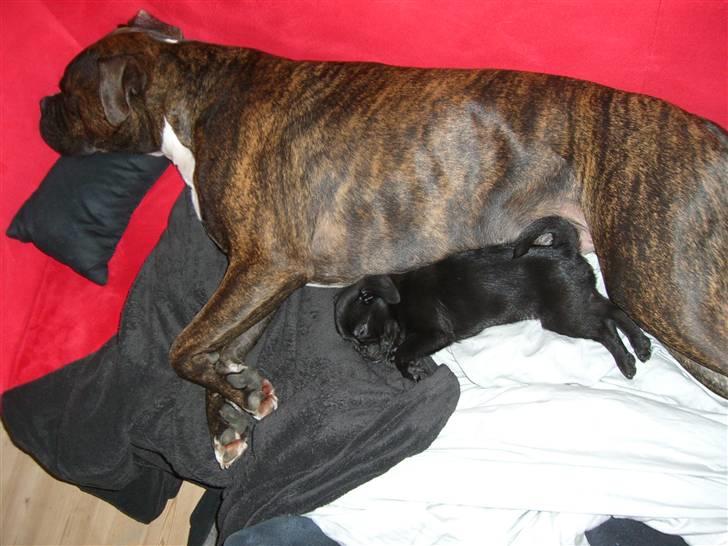 Blanding af racer 75% mops Dalton... billede 17