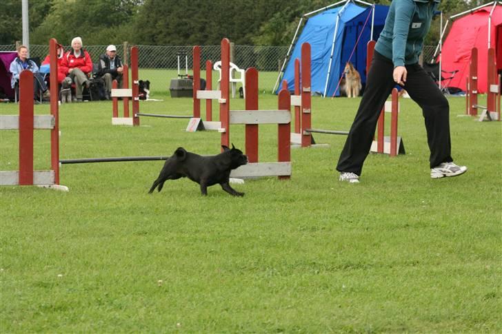 Blanding af racer 75% mops Dalton... - Første agility stævne. billede 18