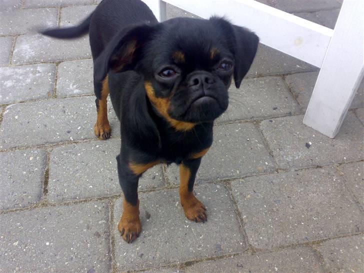 Griffon petit brabancon Chloé billede 8