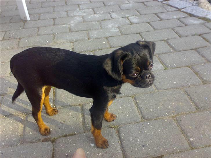 Griffon petit brabancon Chloé billede 9