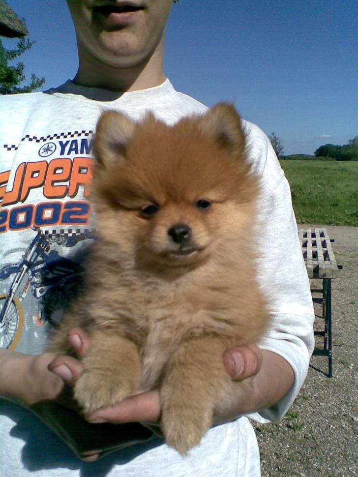 Pomeranian Nala billede 2