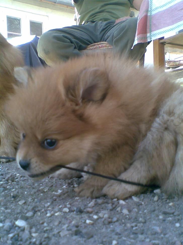 Pomeranian Nala billede 3