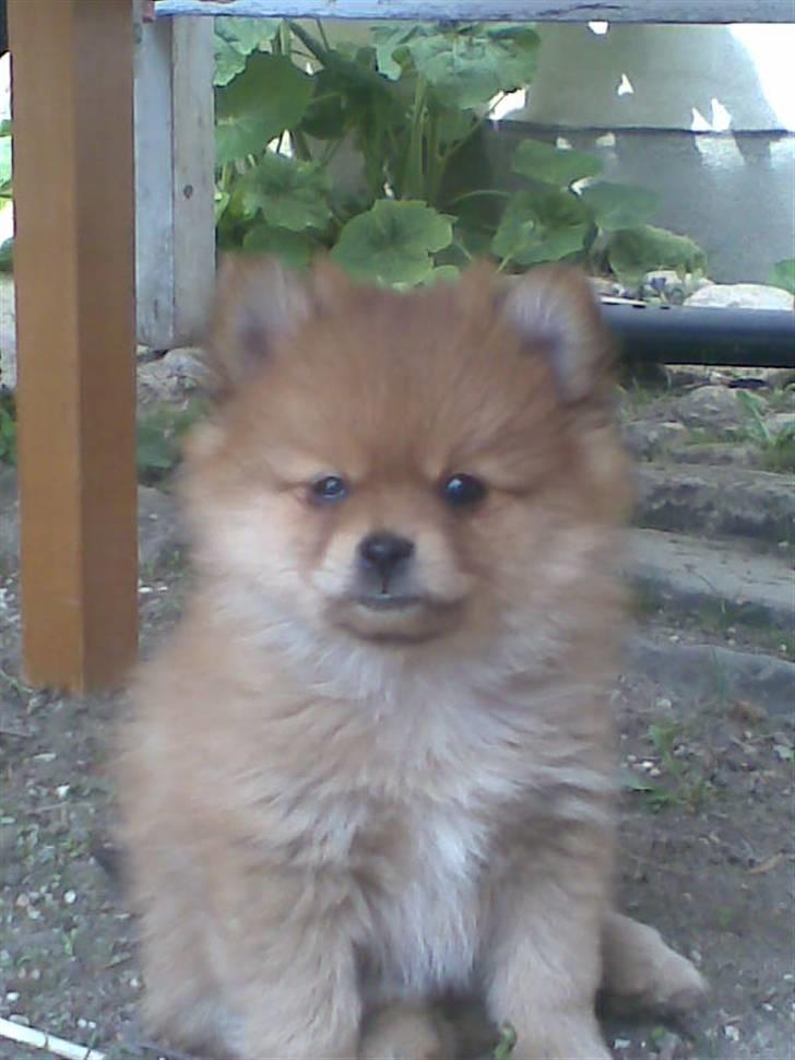 Pomeranian Nala billede 4