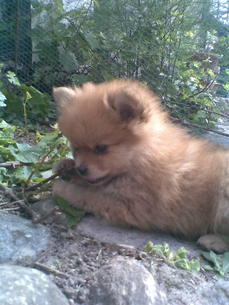 Pomeranian Nala billede 5