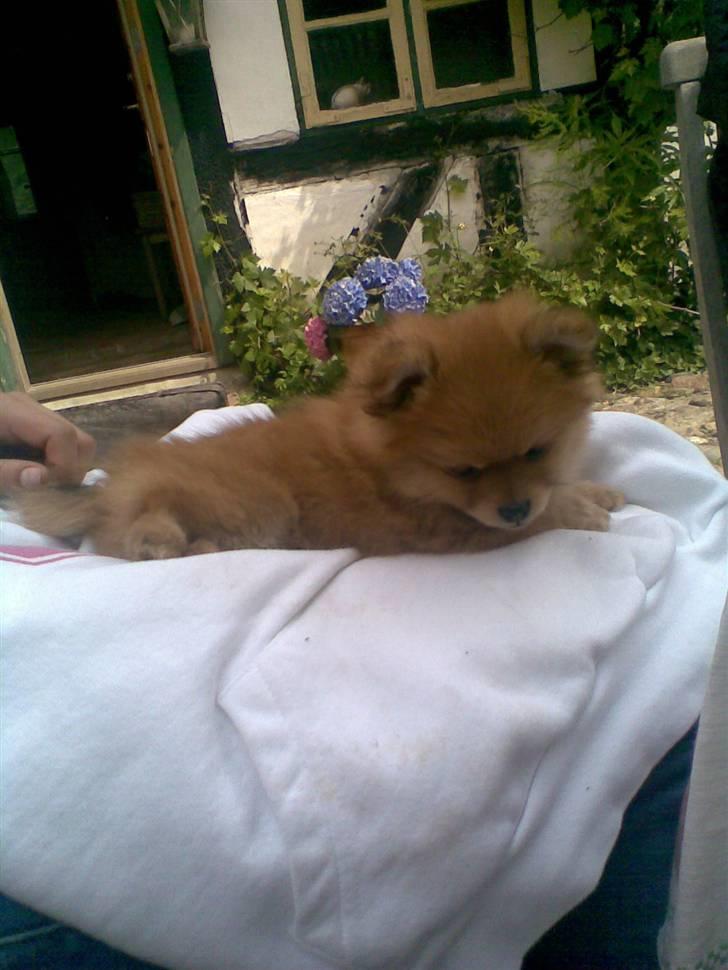 Pomeranian Nala billede 6