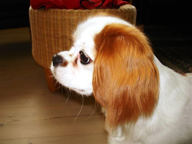 Cavalier king charles spaniel Fie - fie :) billede 5