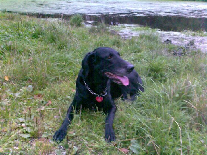 Blanding af racer Lady <3 - Lady i skoven.. Der var også en bette sø.. Taget d. 5/9-2007 billede 17