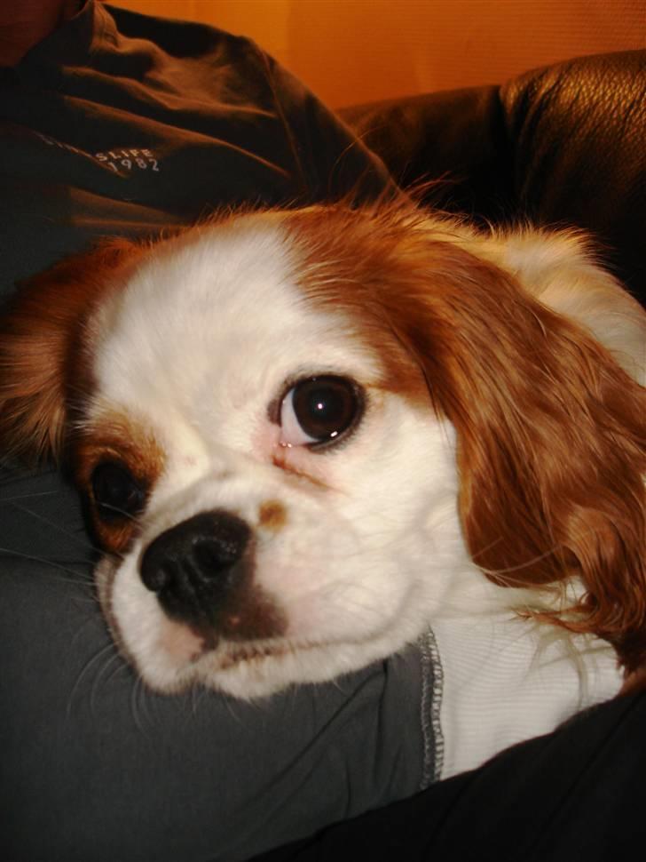 Cavalier king charles spaniel Fie - fie er blevet træt. nurh! billede 6