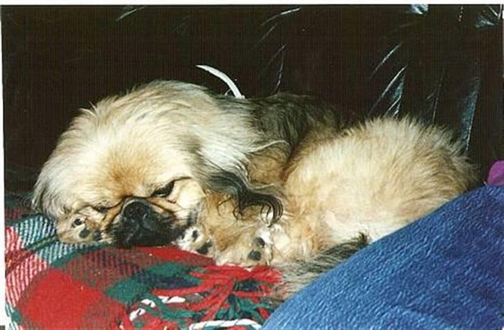 Pekingeser Lunde <3 - Er så træt... Zzzzzzzz.... billede 16
