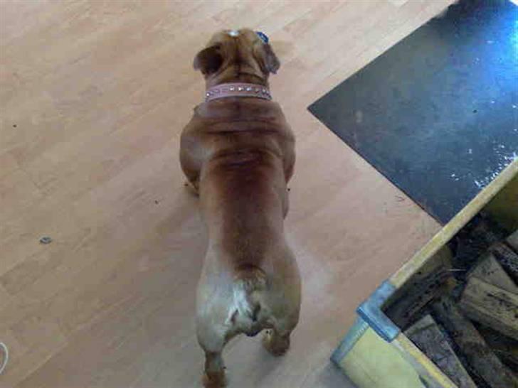 Engelsk bulldog tyson billede 18