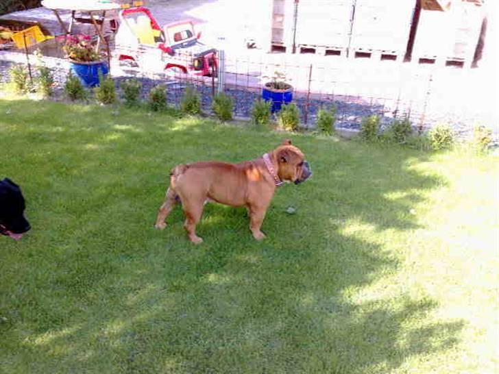 Engelsk bulldog tyson billede 19