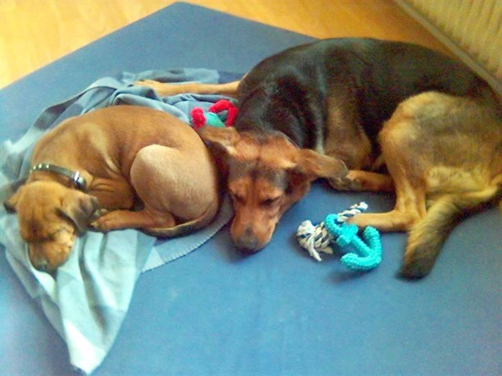 Blanding af racer Kato - Sif og Kato dagen efter at Kato flyttede ind hos os. billede 3