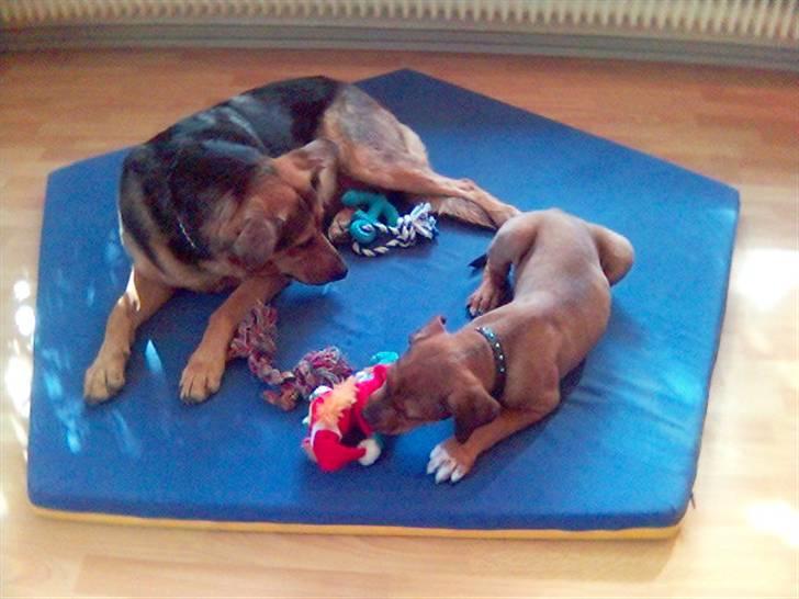 Blanding af racer Kato - er det nu at vi skal lege? billede 4