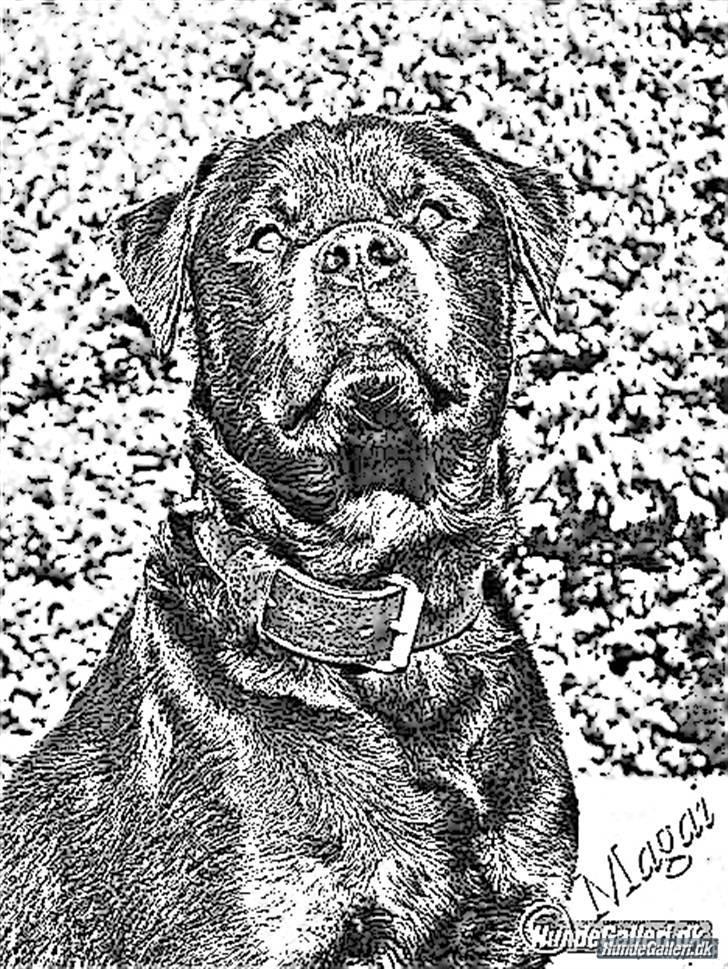 Rottweiler jack billede 14