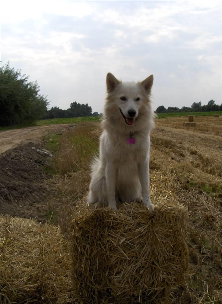 Dansk Spids Fie ( død 10 April 2020) - jeg er flyttet på landet og her er jeg i gang med og hjælpe min far med og høst billede 19